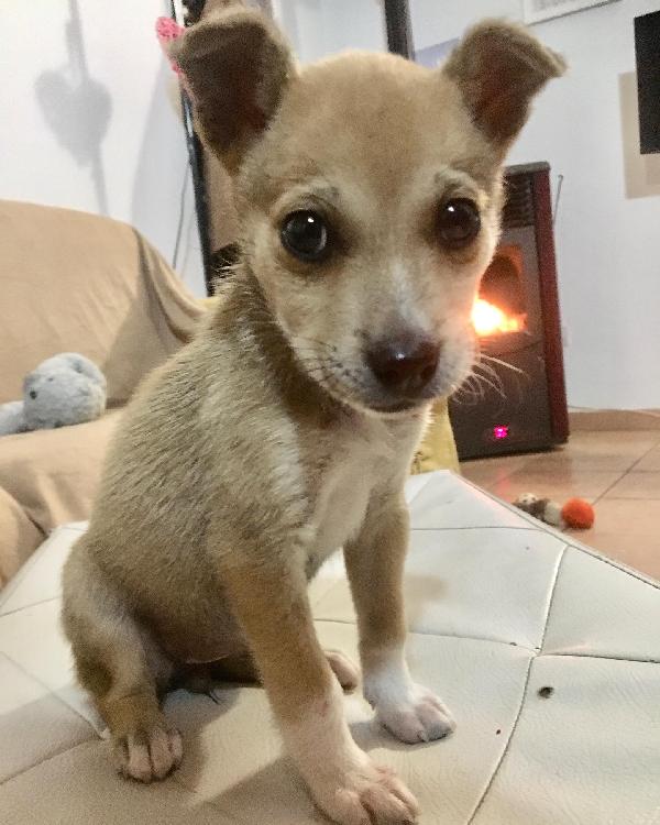 Cucciola Nelly Cerca Casa 