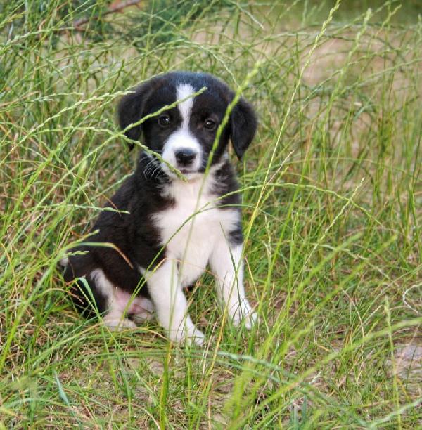 Darkie Foto 3