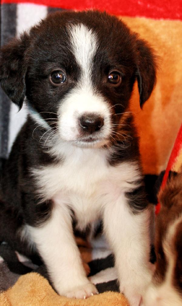 Darkie Foto 4