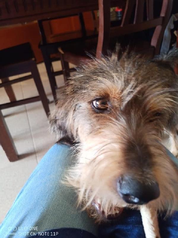 Spinoncina Lilly Cerca Casa 