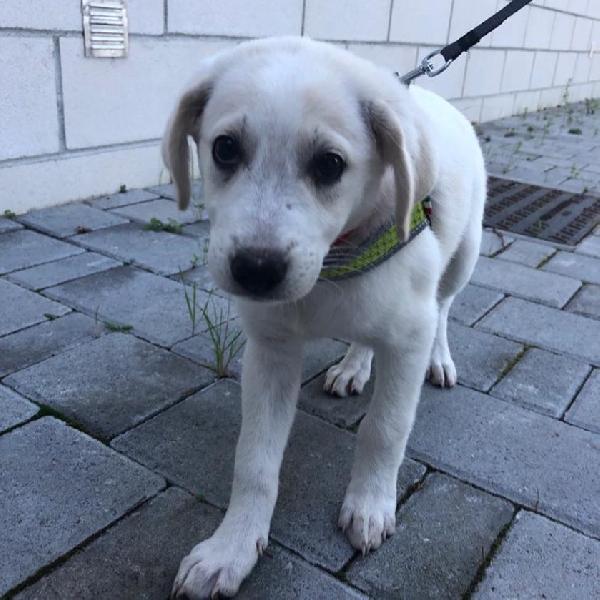 Cucciola Zaira Cerca Casa 