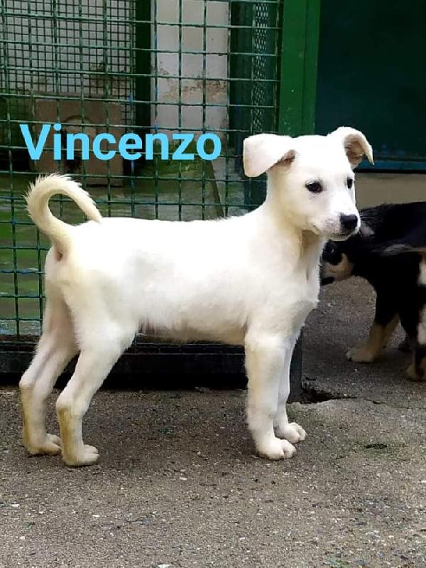 Vincenzo, Taglia Media!