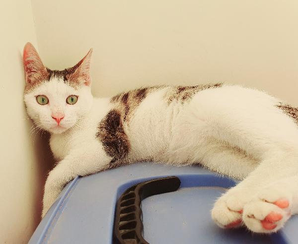 Splendido Eni In Adozione 