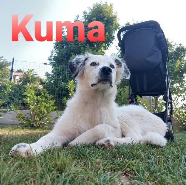 Adotta Kuma