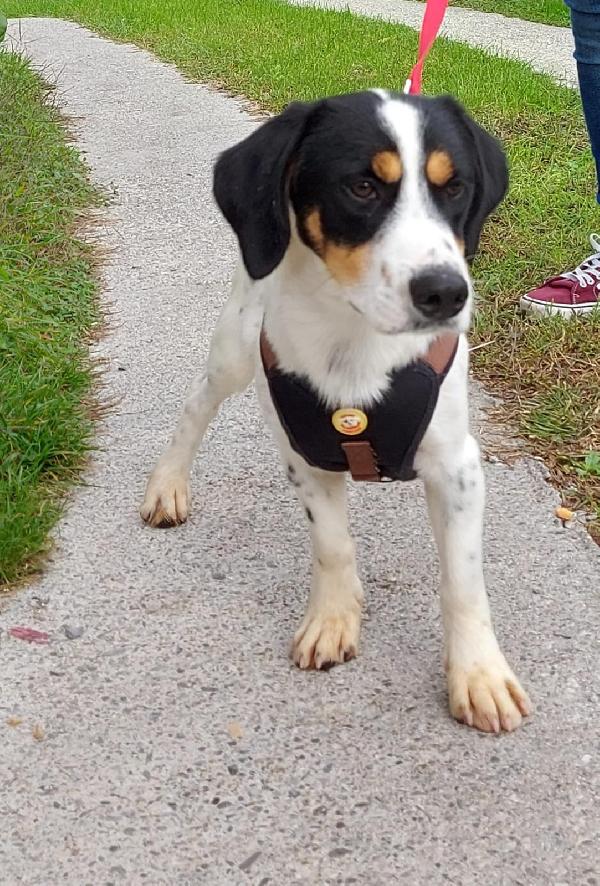 Charlie Splendido Cagnolino Di 1 Anno