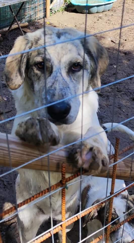 Margherita, Taglia Media!