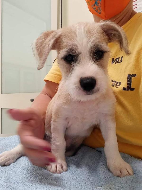 Dark, Taglia Medio-Piccola!