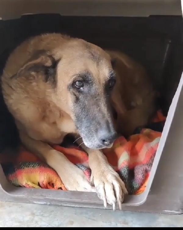 Cinesina, Taglia Grande! (45Kg)