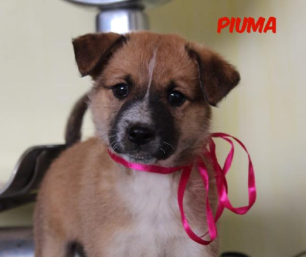 Piuma Cucciola 2 Mesi E Mezzo