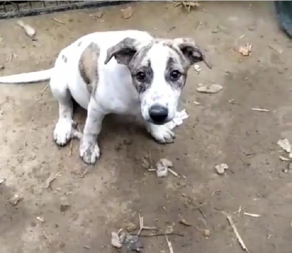 Stella, Taglia Media!