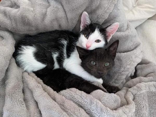 I Piccoli Sara E Oscar Cercano Casa