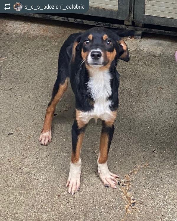 Dalì, Taglia Medio-Piccola!