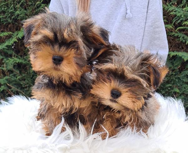 bellissime Yorkie