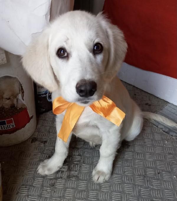 Adotta Il Tenero Spotty