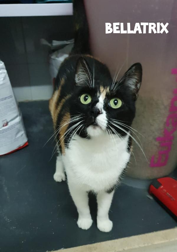 Adozione Per Bellatrix, Gattina Di 10 Mesi