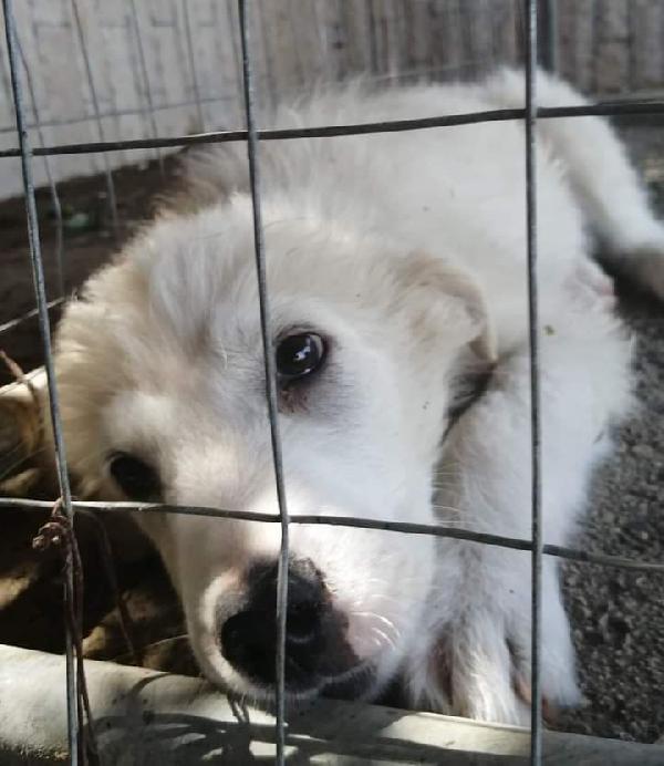 Sun,Pastore Abruzzese!