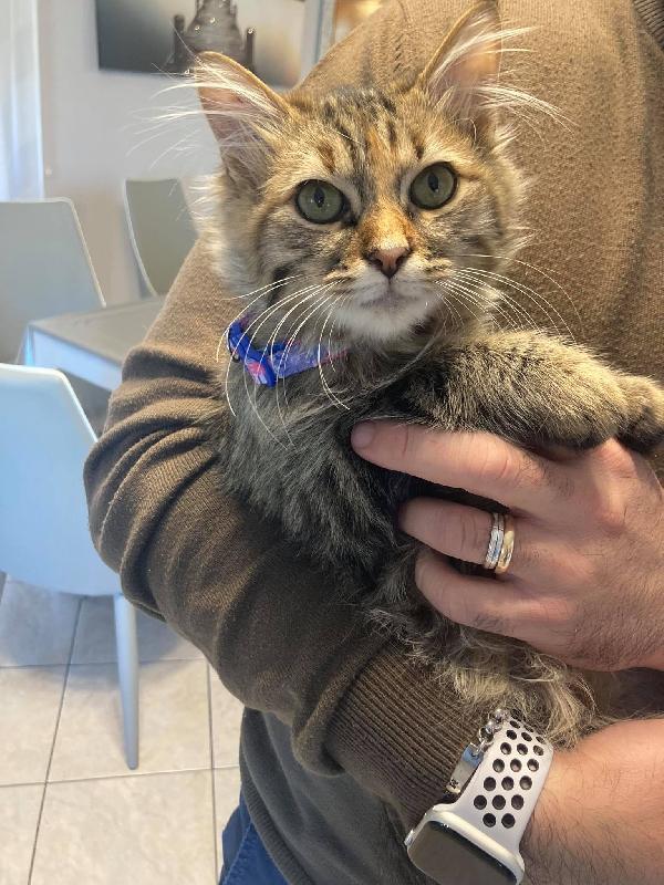 Camomilla Bellissima Gattina Cerca Casa