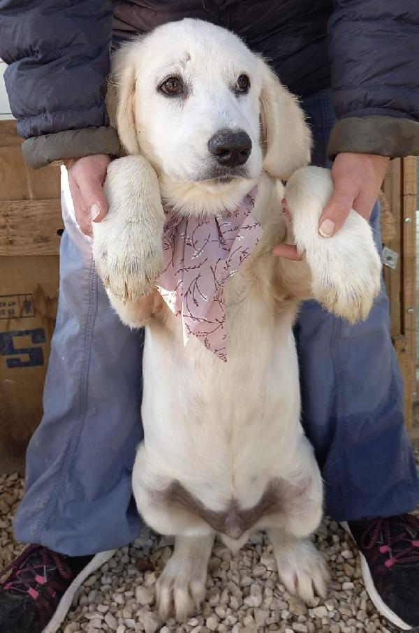 Adotta Spotty : Dolce Simpatico E Bello