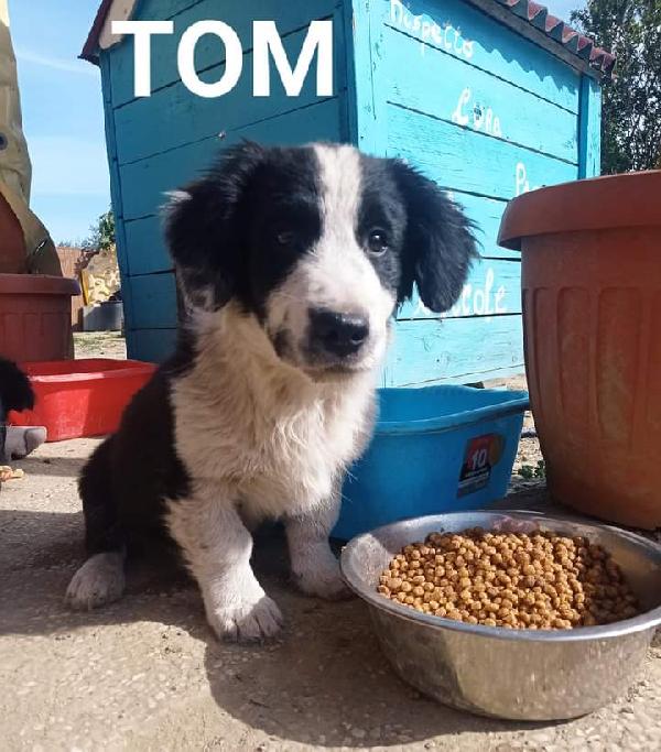 Tom, Taglia Medio-Piccola!