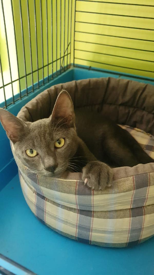 Adozione Per Fumo, 5 Mesi