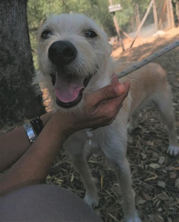 Il Piccolo Radicchio