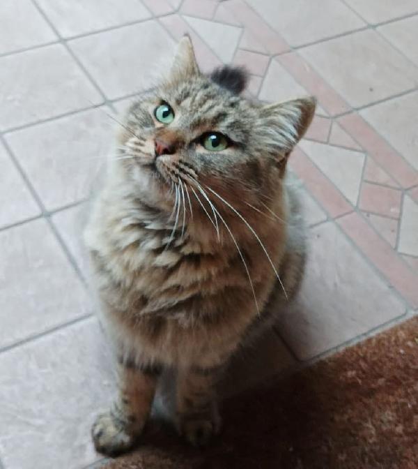 La Dolcissima Micia Cerca Casa