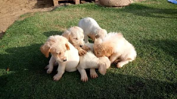 Cuccioli, Simil Labrador!