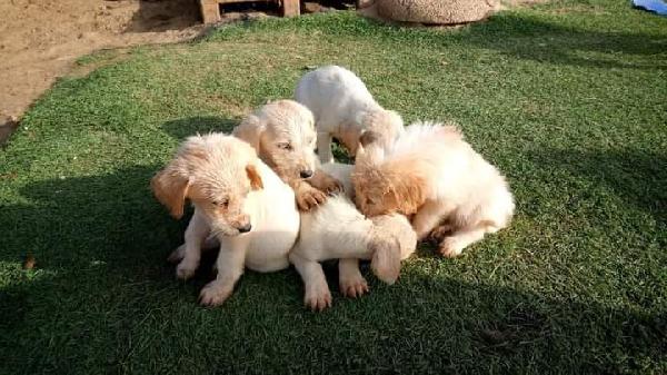 Cuccioli, Simil Labrador!