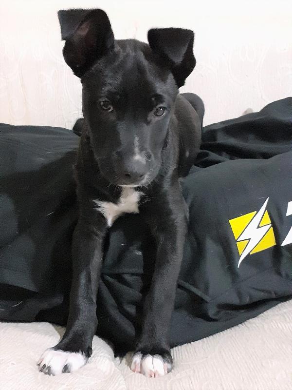 Chanel Pitt Dolcissima