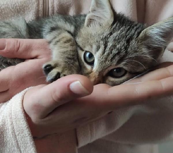 La Tenerissima Sveva Cerca Una Famiglia