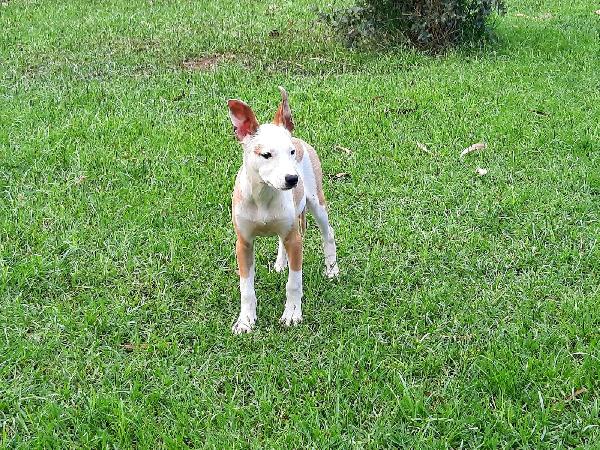 May - Cucciola Simil Pitbull Di 6 Mesi