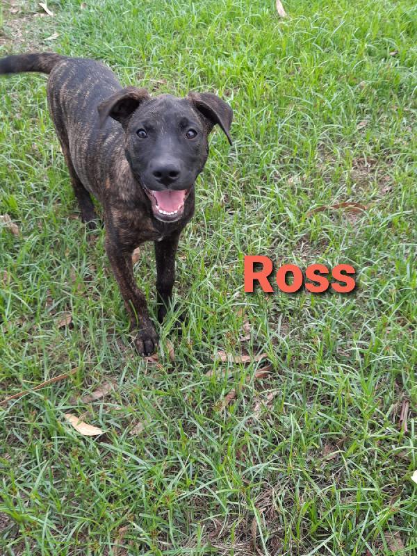 Ross - Cucciolo Simil Pitbull Di 6 Mesi