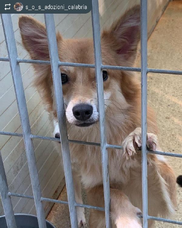 Foxy, Simil Volpino! (8Kg)