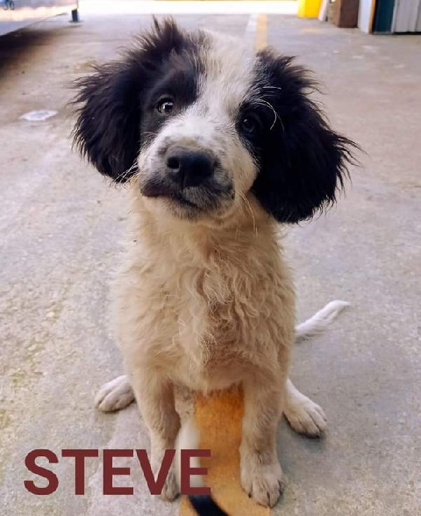 Steve, Taglia Medio-Piccola!