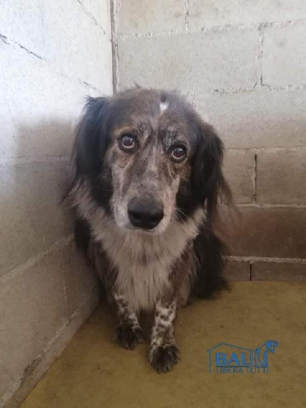 Solo, Taglia Grande ! (30/35Kg)