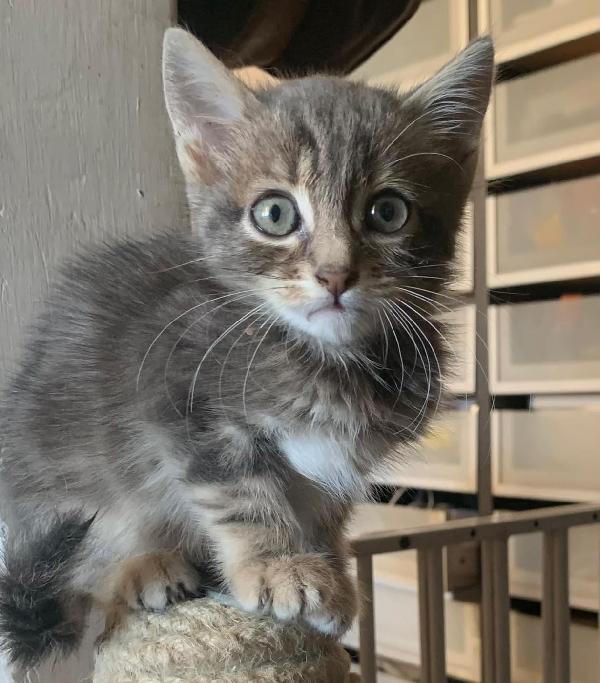 Zen, Gattino Supercoccolone Cerca Casa