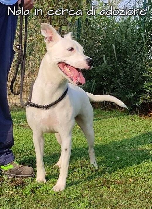 Nala Mix Pitbull In Adozione