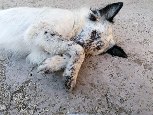 Adozione Urgentissimo 