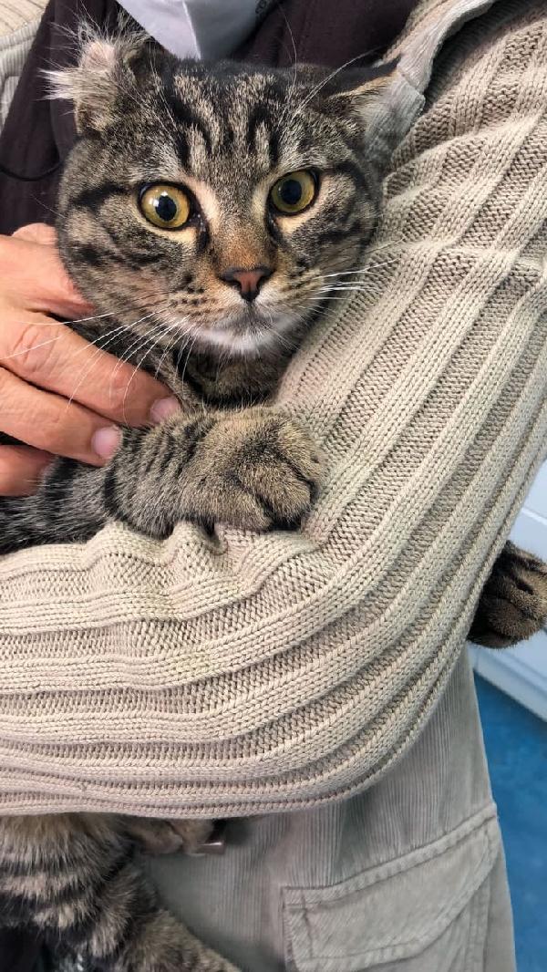 Freddy Cerca Una Nuova Famiglia