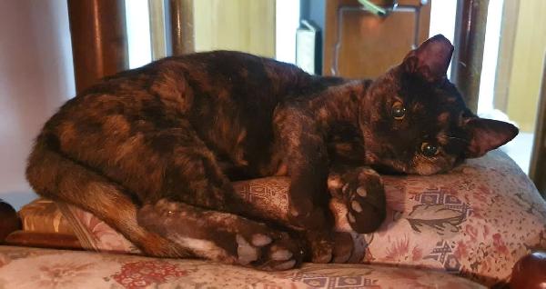 La Piccola Rugginella Cerca Casa