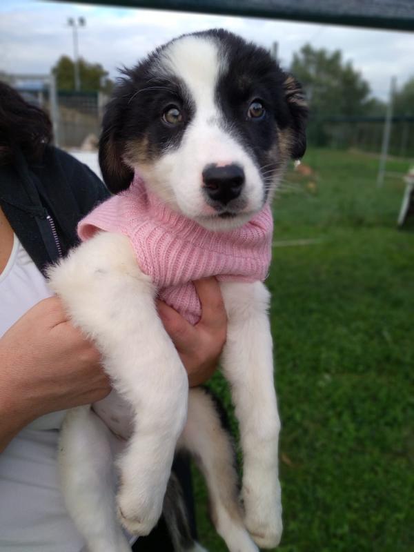 Zahira - Cucciola Di 4 Mesi