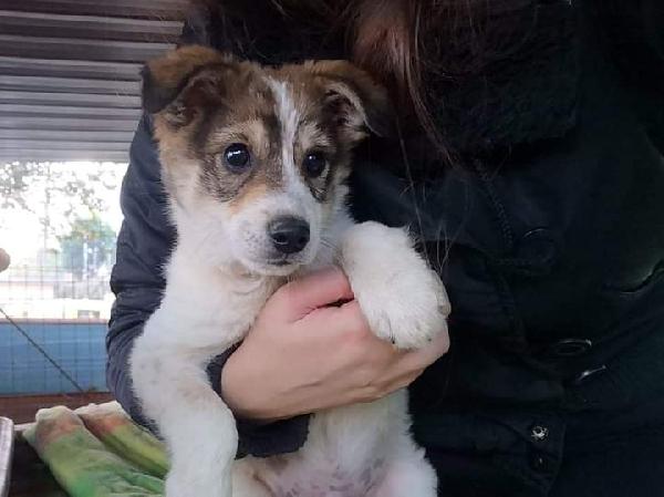 Ringo, Taglia Media!