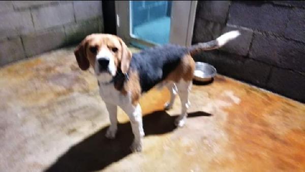 Carlos, Beagle( 1 Anno)