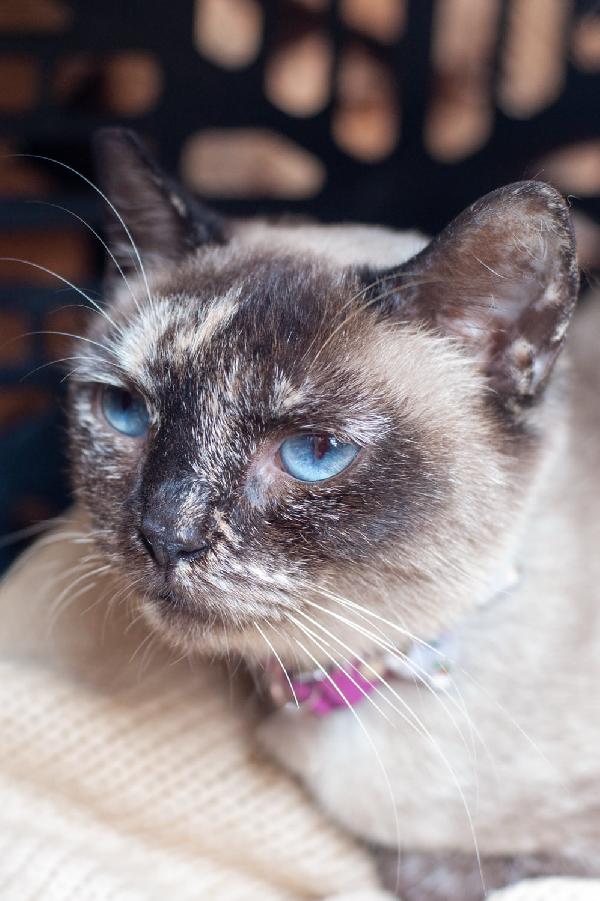 Venere Cerca Una Nuova Famiglia