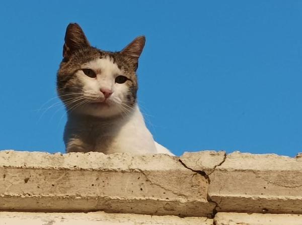 Ciccio Cerca Una Nuova Famiglia