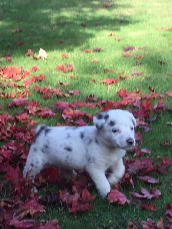 Ultimo, Taglia Medio Piccola! (Cieco:( ) 