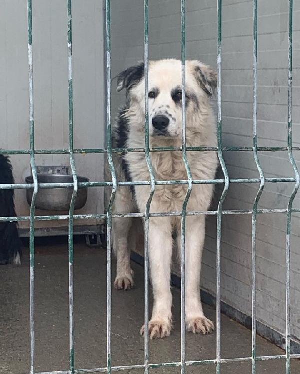 Jago, Taglia Grande ! (4 Anni)