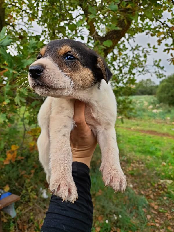 Cuccioli taglia media Foto 6