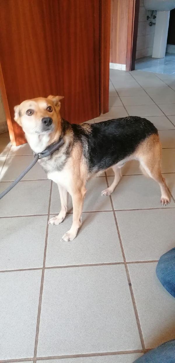 Pippo Simil Volpino Taglia Medio/Piccola