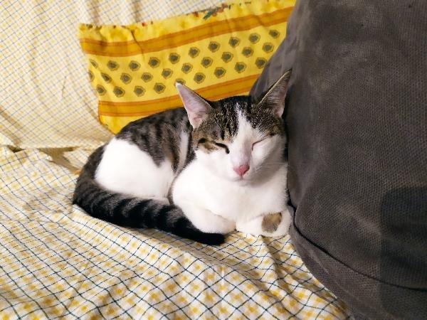 Cleo Gattina In Adozione